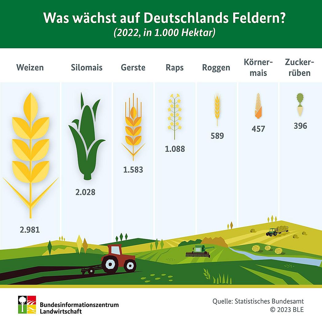 Infografik: Was wächst auf Deutschlands Feldern? Angaben zu den wichtigsten Kulturpflanzen. Quelle: SJT-3072200