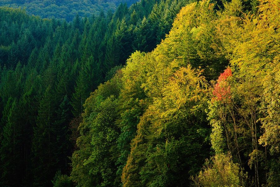 Blick von oben auf die Krone eines Waldes.