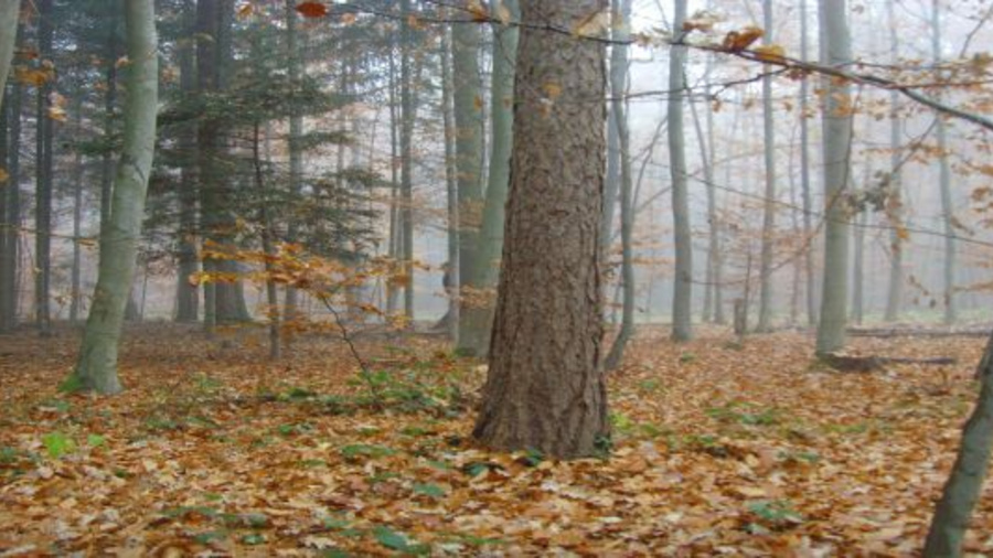 Foto: Wald mit Laub auf dem Boden
