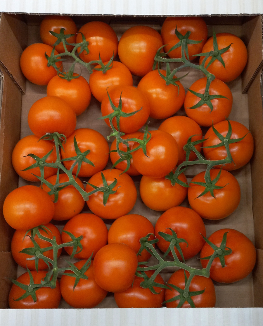 Niederländische Strauchtomaten im 3-kg-Karton in Frankfurt @BLE