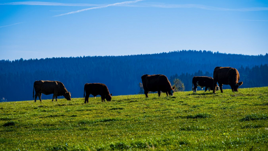 Kühe auf einer grünen Alm