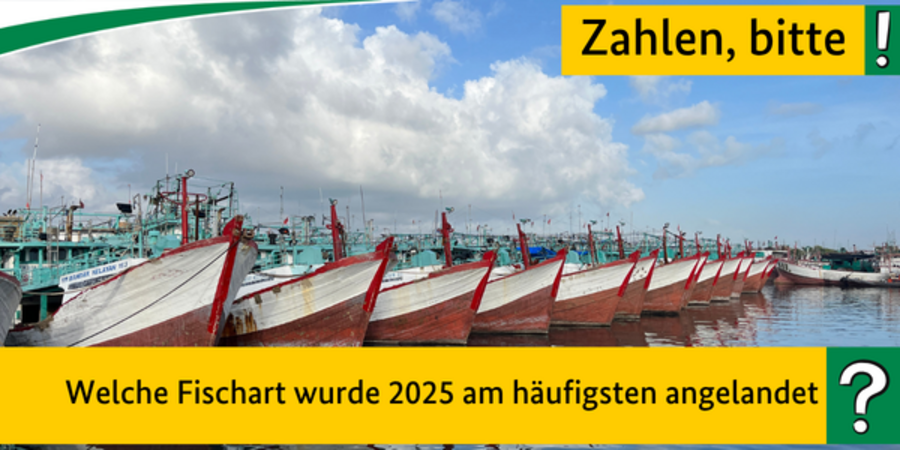 Quiz: Welche Fischart wurde 2025 am häufigsten angelandet?