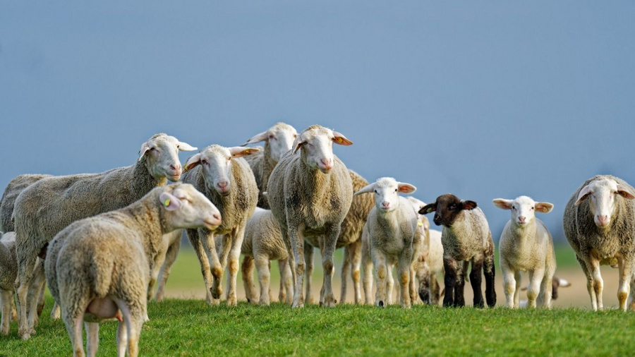 Schafe auf einem Deich