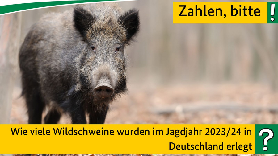 Wie viele Wildschweine wurden im Jagdjahr 2023/24 in Deutschland erlegt?