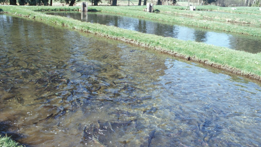 Naturnahe Teichanlage für Forellenzucht