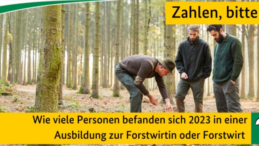 Quiz Zahlen, bitte! Wie viele Personen befanden sich 2023 in einer Ausbildung zur Forstwirtin oder Forstwirt ? 