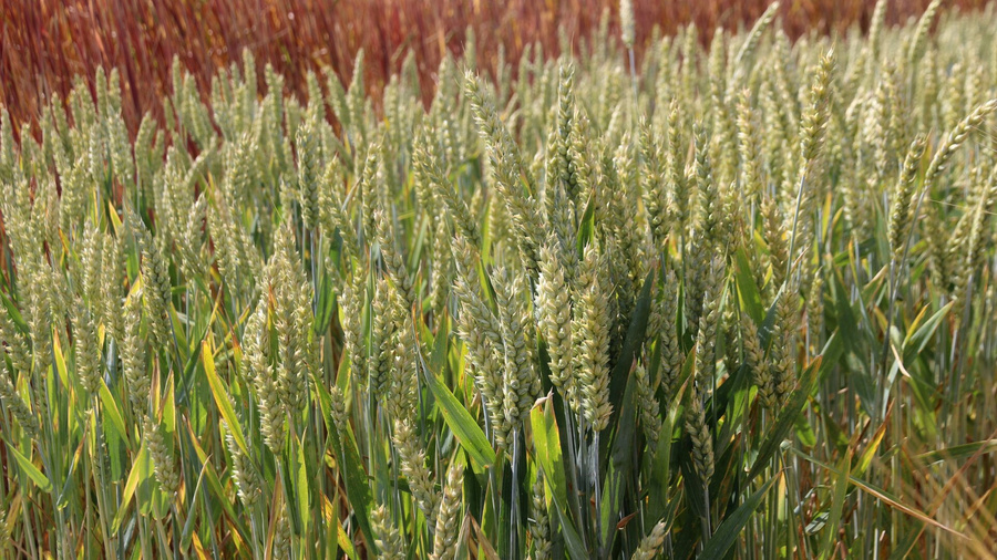 Feld mit Winterweizen