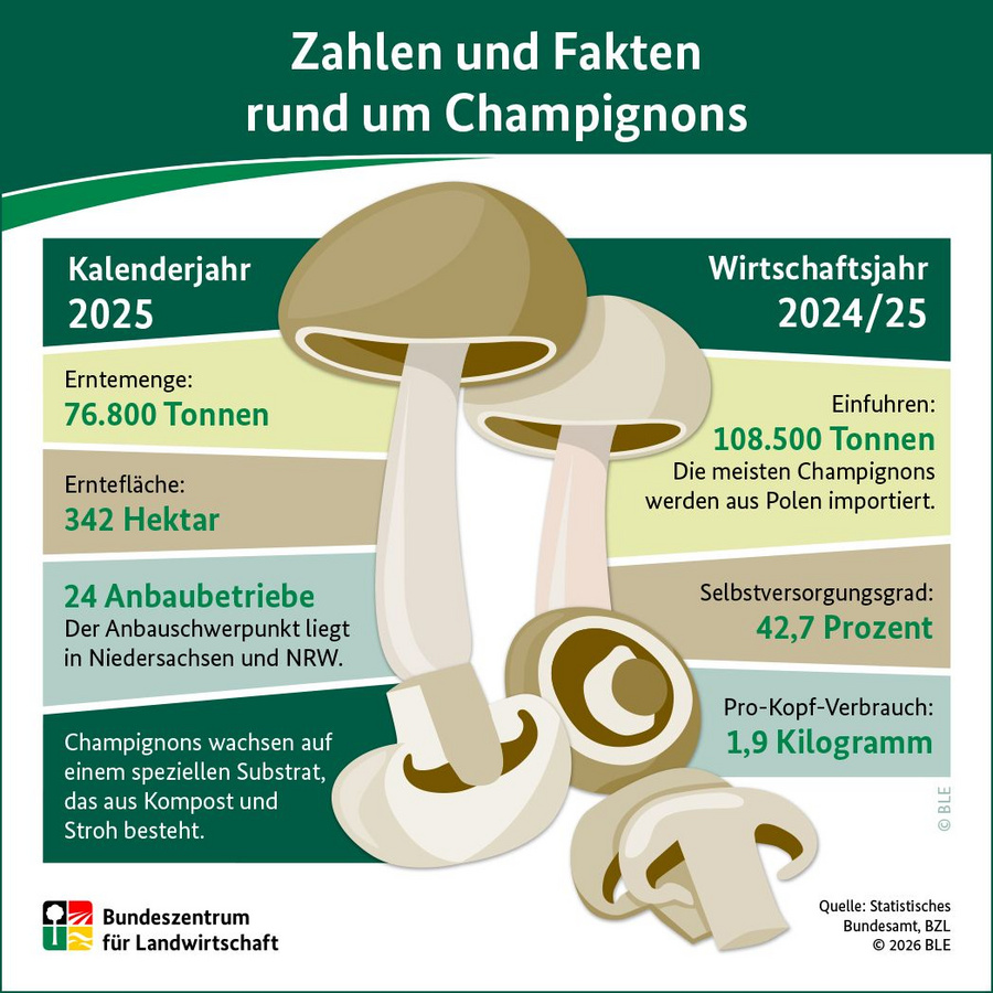 Infografik: Zahlen und Fakten rund um Champignons