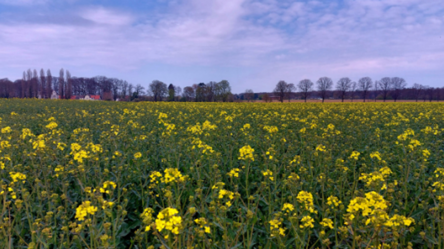 Zu sehen ist ein Rapsfeld.