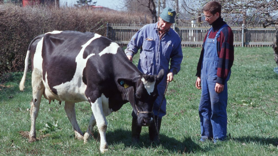 Landwirt steht mit Auszubildenem mit einer Kuh auf der Weide