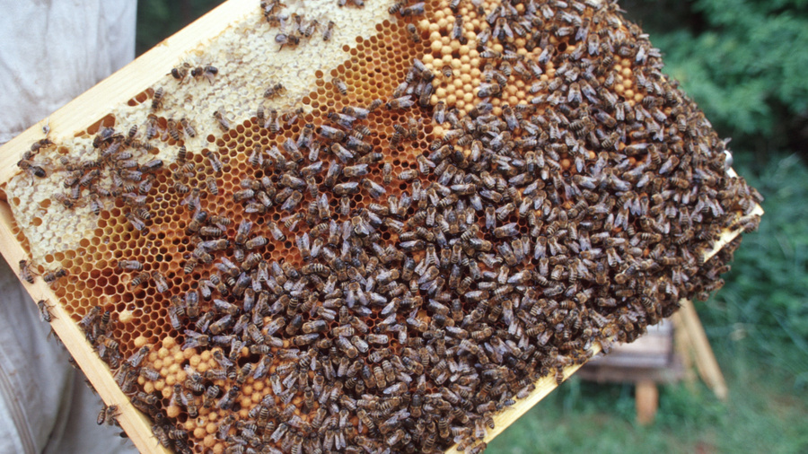 Versorgungsbilanz Honig Bienen auf einer Bienenwabe, die vom Imker gehalten wird.