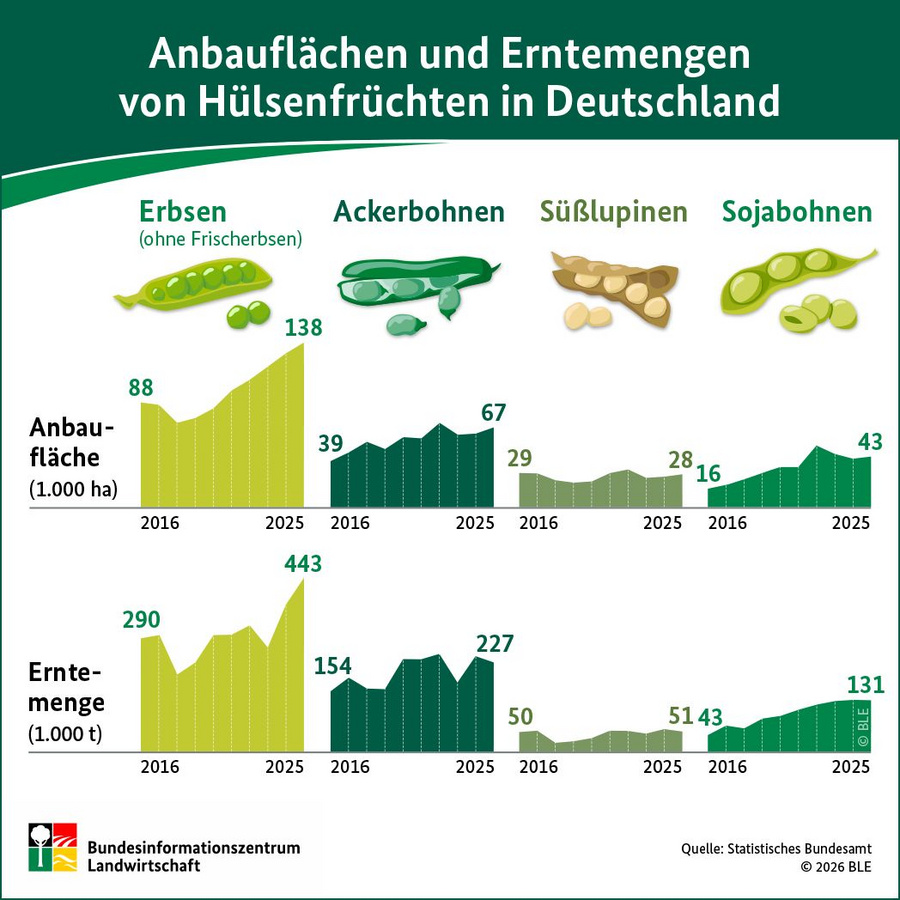 Infografik: Anbauflächen und Erntemengen von Hülsenfrüchten in Deutschland