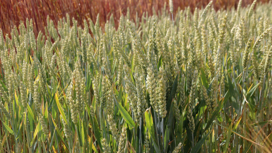 Feld mit Winterweizen