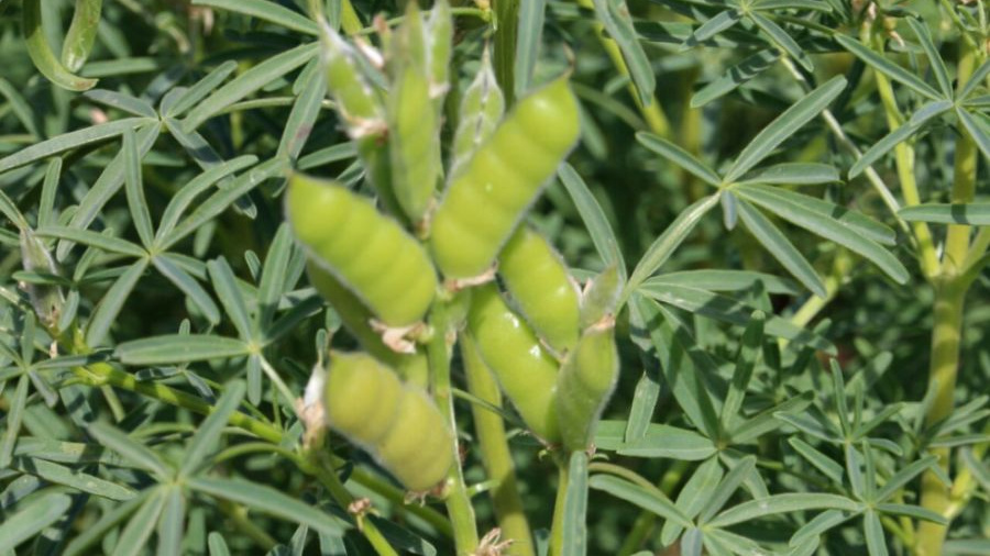 Lupinen auf dem Feld
