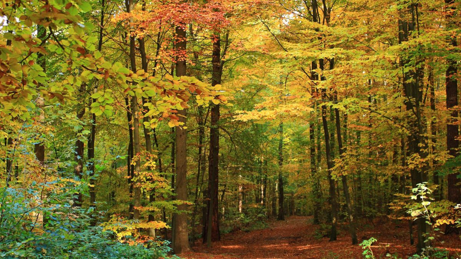 Wald