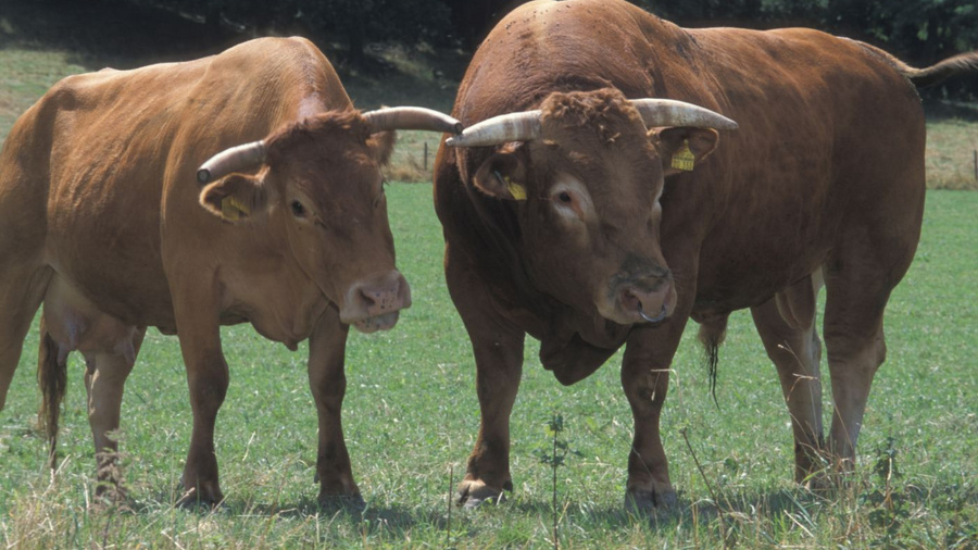 Weibliches und männliches Rind auf einer Weide