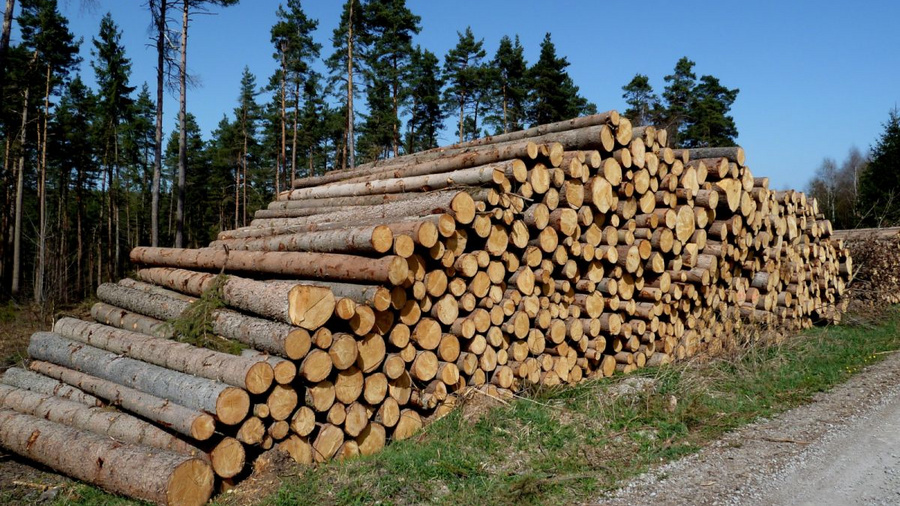 Holzstapel im Wald