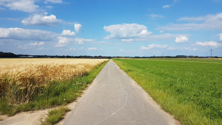 Feldweg mit Weizenfeld links und Zwischenfrucht rechts