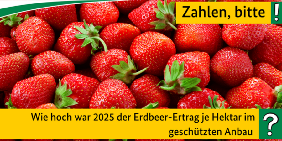 Quiz: Wie hoch war 2025 der durchschnittliche Erdbeer-Ertrag je Hektar im geschützten Anbau?