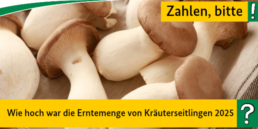 Quiz:Wie hoch war die Erntemenge von Kräuterseitlingen 2025?