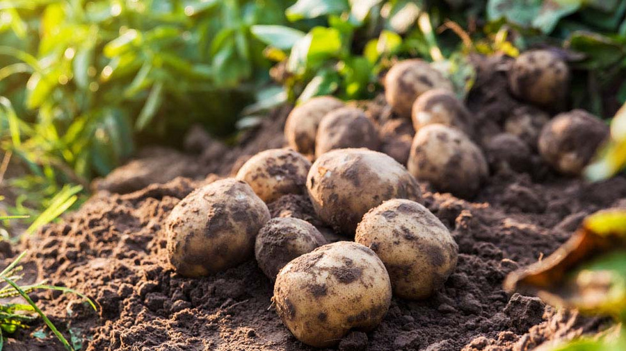 Kartoffeln auf dem Acker