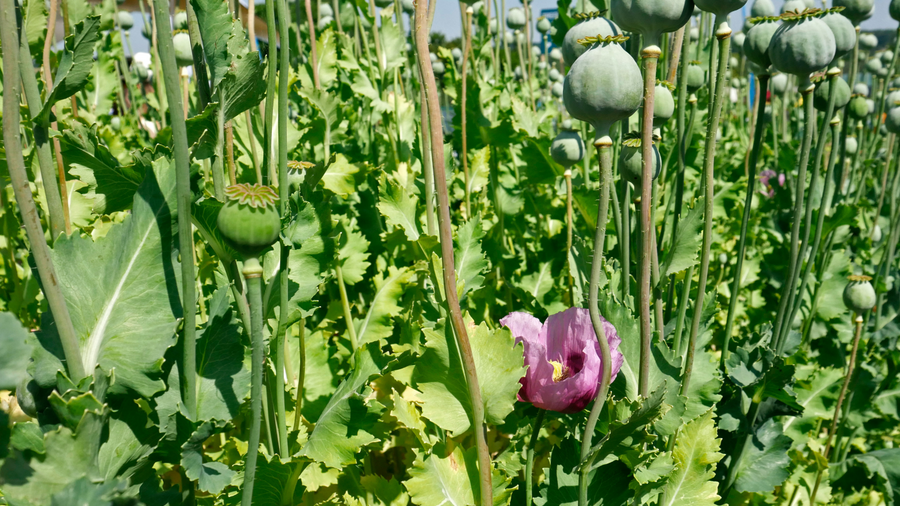 Wintermohn Wintermohn auf einem Feld