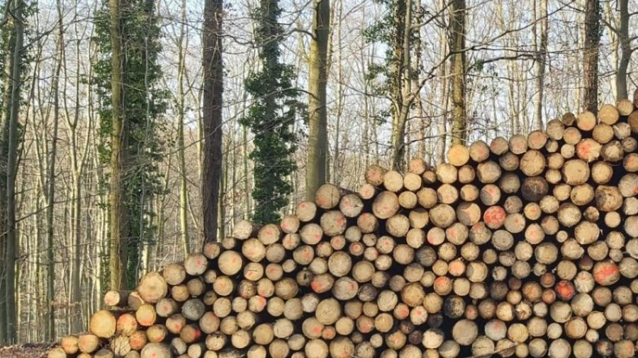 Aufgestapeltes Holz vor Bäumen