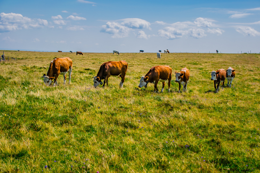 Kühe mit Kuhglocken auf einer grünen Weide