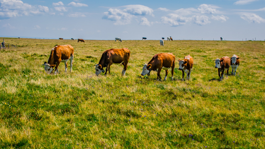 Kühe auf einer grünen Weide