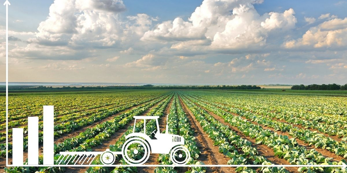 Traktor vor einem Feld auf dem Kohl wächst