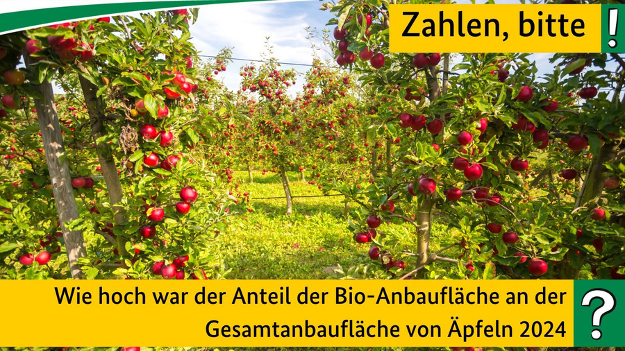 Wie hoch war der Anteil der Bio-Anbaufläche an der Gesamtanbaufläche von Äpfeln 2024?