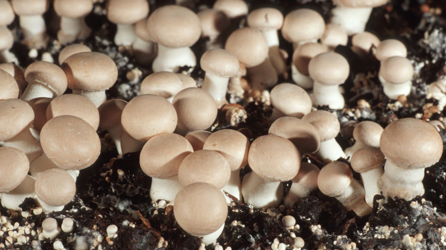 Champignon-Anbau