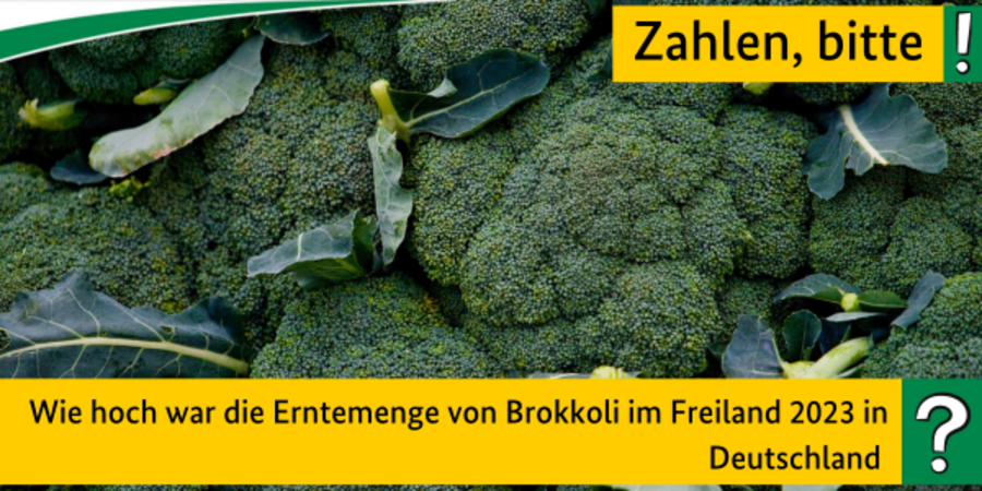 Im Vordergrund steht die Frage: Wie hoch war die Erntemenge von Brokkoli im Freiland 2023 in Deutschland? Im Hintergrund ist Brokkoli zu sehen.