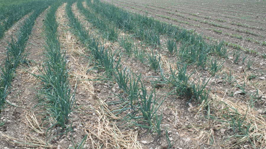 Zwiebelpflanzen in Reihen auf dem Feld