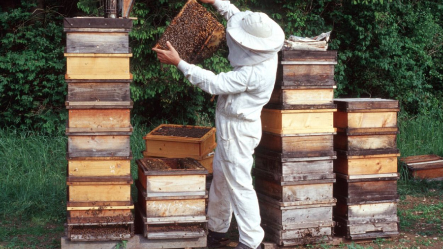 Imker kontrolliert Bienenstock Imker steht im Schutzanzug vor Bienenstöcken und kontrolliert einen Wabe.