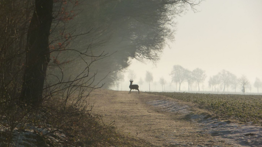 Rehbock an einem Waldrand.