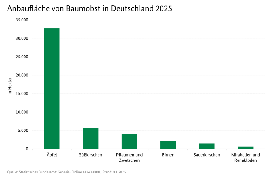 Säulendiagramm: Anbaufläche von Baumobst in Deutschland 2025. Datenquelle: Statistisches Bundesamt: Genesis Online 41243-0001