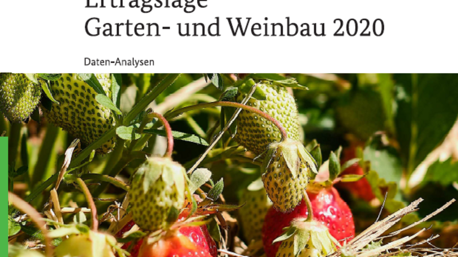 Es wird eine Erdbeerenstaude dargestellt. Einige Früchte der Pflanze sind schon reif.