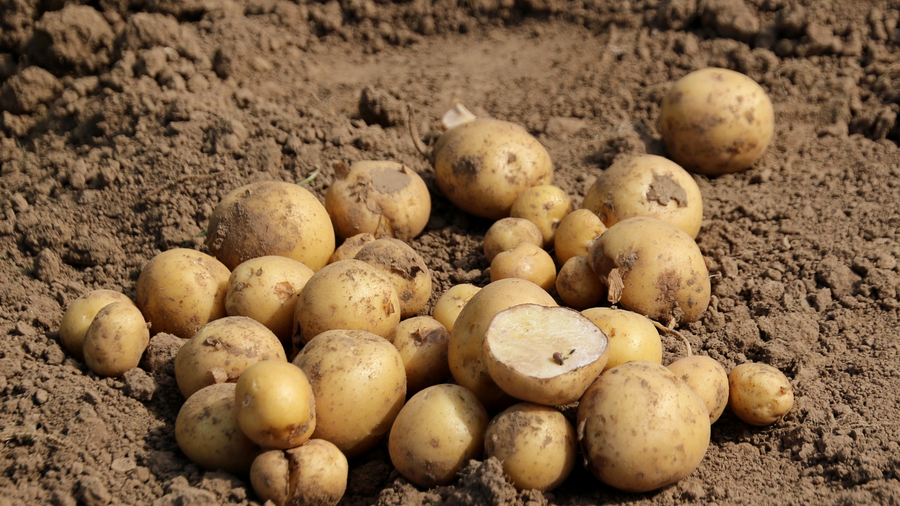 Kartoffeln auf einem Feld