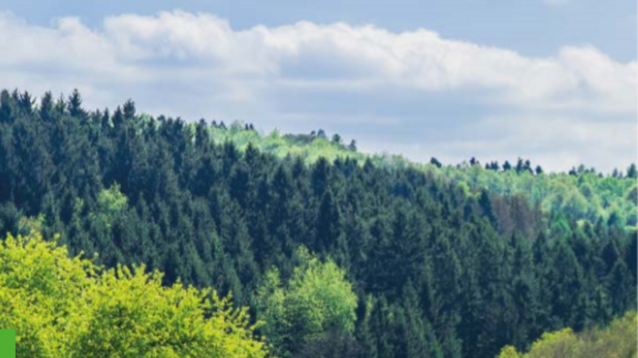 Titelblatt der Broschüre:   Ergebnisse der Waldzustandserhebung 2019