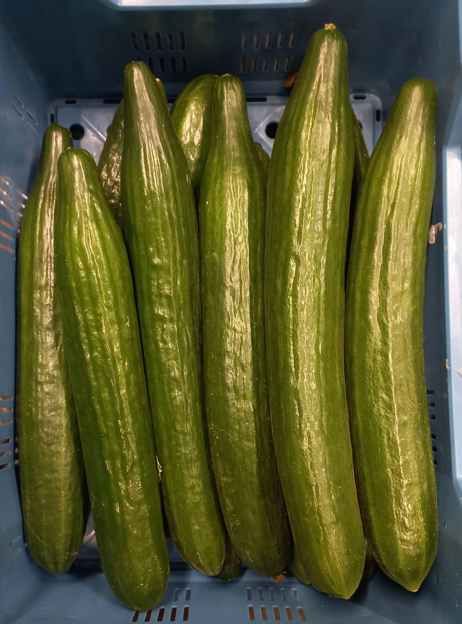 Mittelgroße Salatgurken aus Unterfranken in der 5-kg-EPS Kiste in Frankfurt @BLE