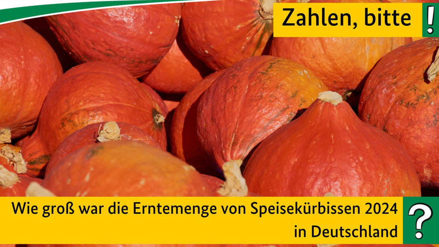  Wie hoch fiel die Erntemenge je Hektar von Speisekürbissen 2024 in Deutschland aus?