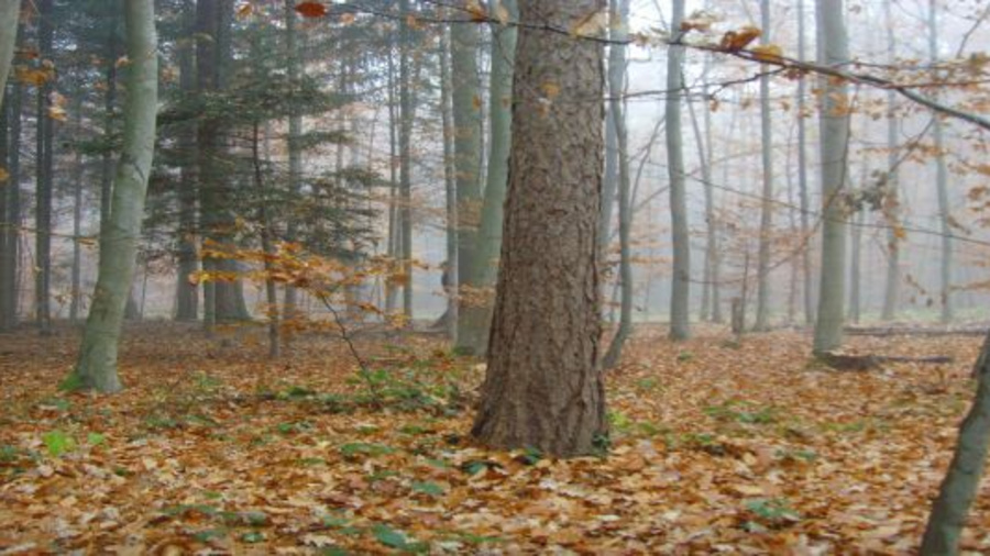 Foto: Wald mit Laub auf dem Boden