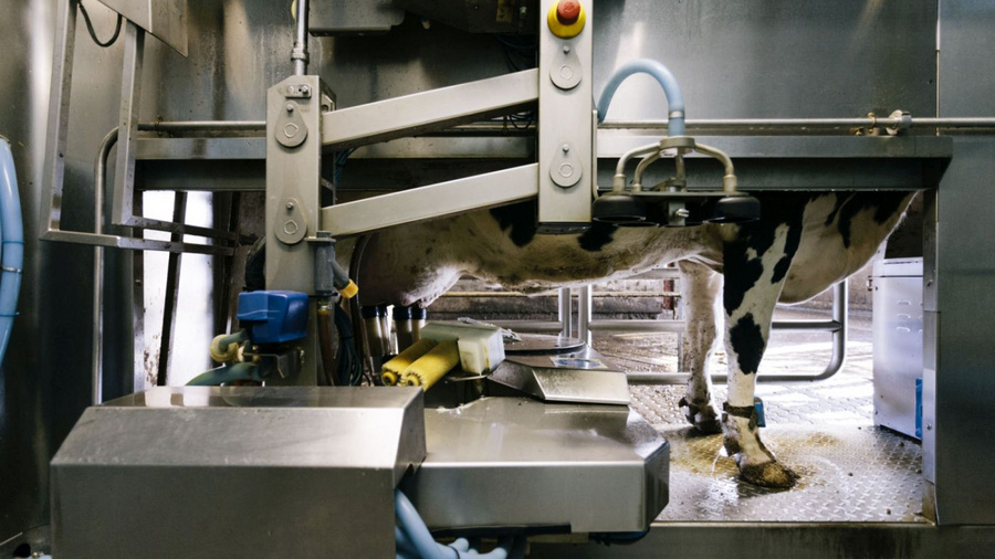 Kuh wird von Melkmaschine gemolken