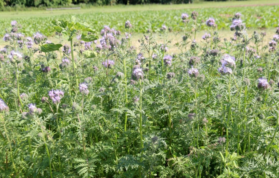 Phacelia als Bienenweide