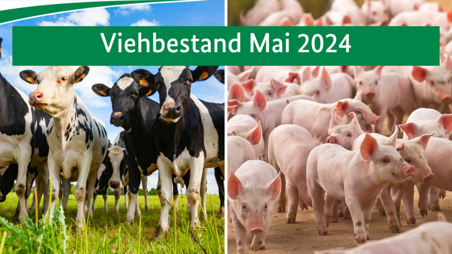 Viehbestand Mai 2024 Viehbestand Mai 2024. Links sind Kühe zu sehen, rechts Schweine.