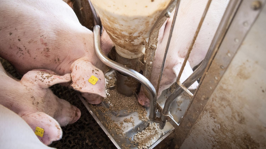 Mastschweine an einem Futterautomat