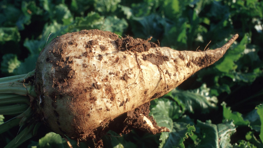 Reife, geerntete Zuckerrübe auf dem Feld