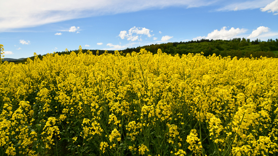 Rapsfeld