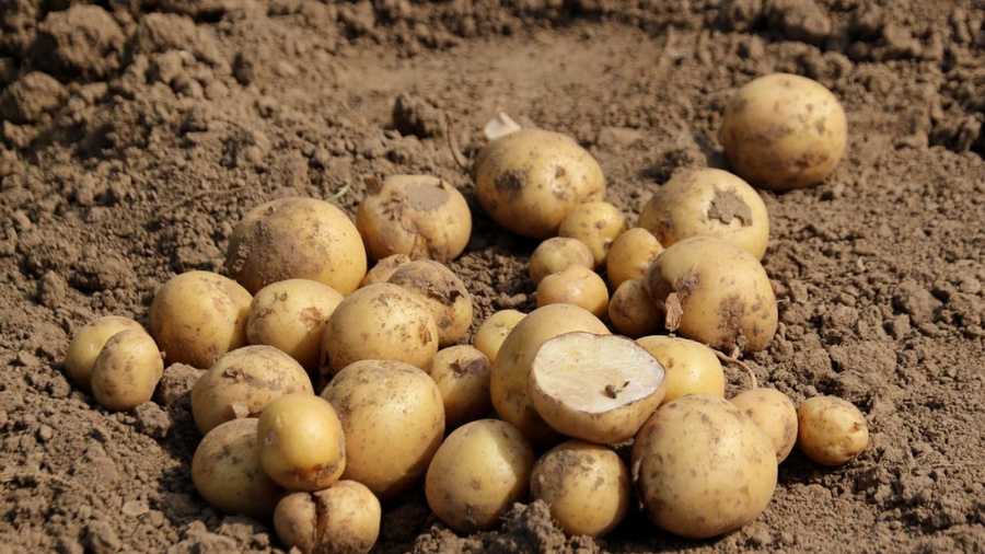 Kartoffeln auf dem Acker